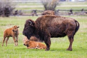 Bison