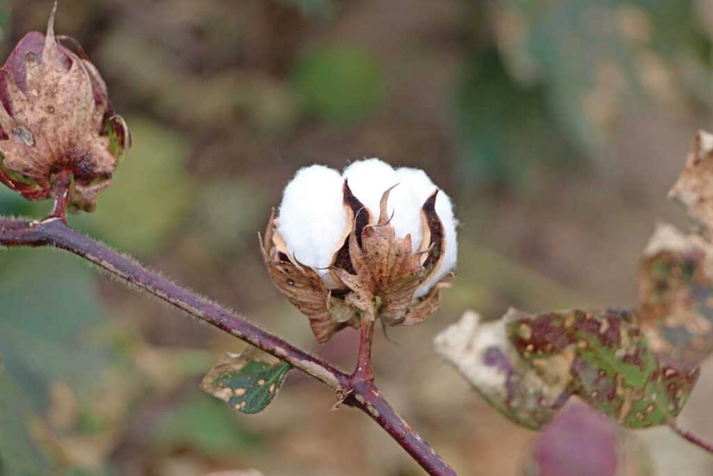 Cotton boll 2