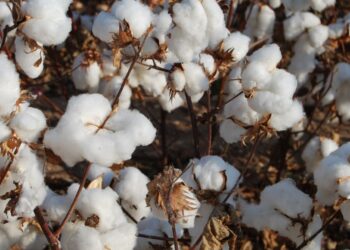 Xr:d:DAF4cIWZBro:19,j:933784939838512121,t:23123012